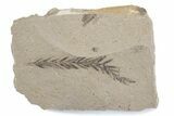 Dawn Redwood (Metasequoia) Fossil - Montana #378236-1